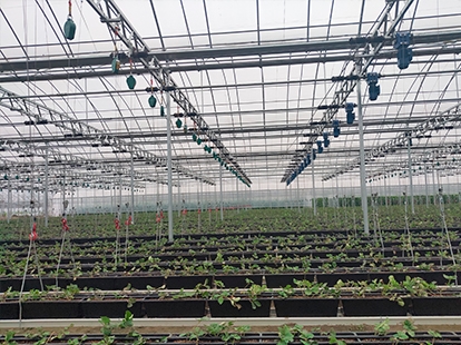 浙江海寧金輝果蔬項(xiàng)目