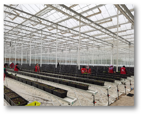 草莓類(lèi)栽培槽種植系統(tǒng)
