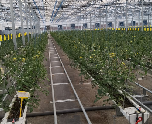 多功能V型栽培槽種植系統(tǒng)