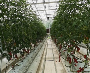 植物根部通風循環(huán)系統(tǒng)