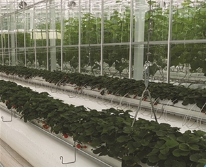 植物根部通風循環(huán)系統(tǒng)